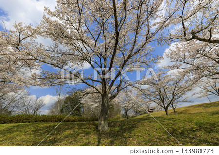 Spring scenery at the National Bihoku Hillside Park: Cherry trees in full bloom under a blue sky Spring scenery at the National Bihoku Hillside Park: Cherry trees in full bloom under a blue sky 133988773