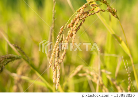 Small black spots on yellow rice ears. Rice cultivation (September). Agriculture. Small black spots on yellow rice ears. Rice cultivation (September). Agriculture. 133988820