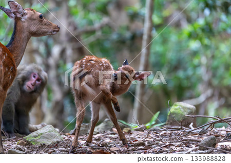 Yakushima World Heritage Site (Summer) 133988828