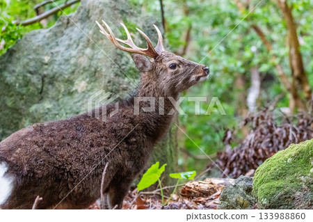 屋久島雄鹿，冬毛，世界自然遺產地，屋久島（冬季） 133988860