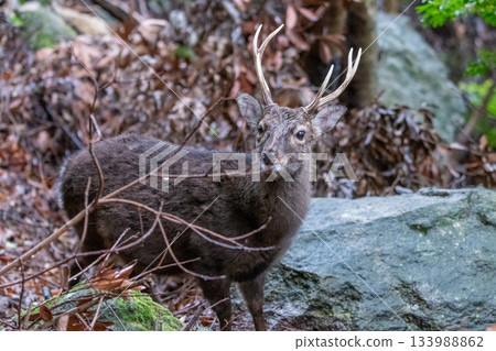 Male Yakushima deer, winter fur, World Natural Heritage Site, Yakushima (winter) Male Yakushima deer, winter fur, World Natural Heritage Site, Yakushima (winter) 133988862