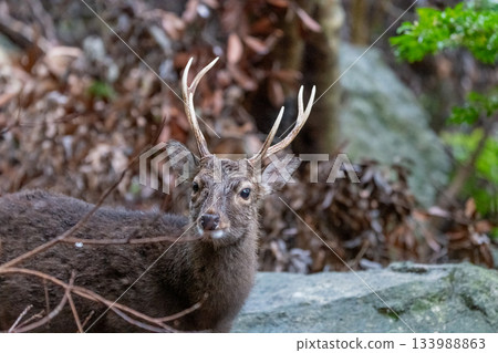 Male Yakushima deer, winter fur, World Natural Heritage Site, Yakushima (winter) 133988863