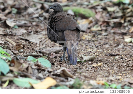 藍帶孔雀 133988906