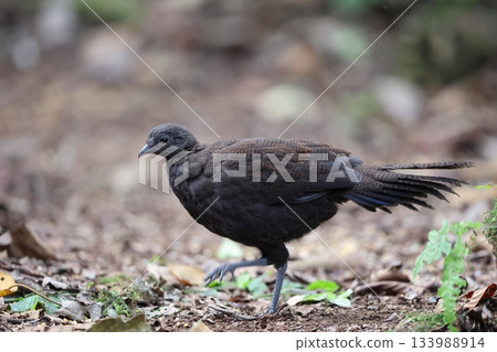 藍帶孔雀 133988914