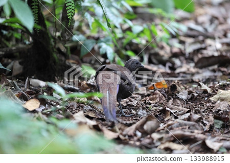 藍帶孔雀 133988915