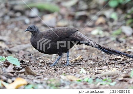 藍帶孔雀 133988918