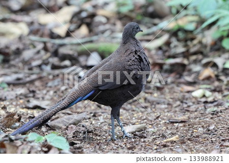 藍帶孔雀 133988921