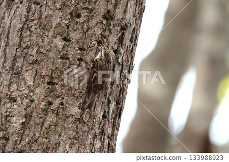 Treecreeper Treecreeper Treecreeper Hokkaido Wild Bird Treecreeper Treecreeper Treecreeper Hokkaido Wild Bird 133988923