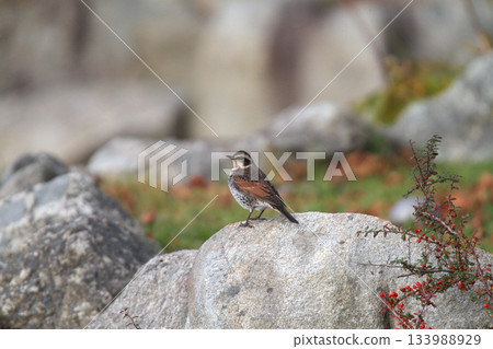 Thrush Turdus eunomus Hokkaido wild bird Thrush Turdus eunomus Hokkaido wild bird 133988929