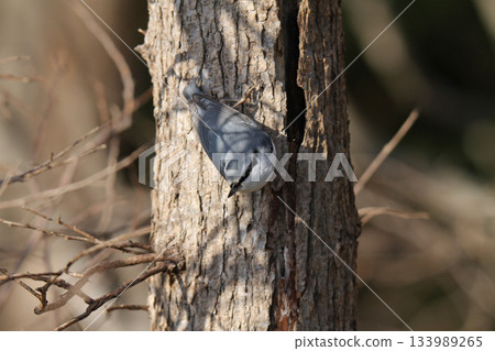 Nuthatch, 50 sparrows, Hokkaido wild birds Nuthatch, 50 sparrows, Hokkaido wild birds 133989265