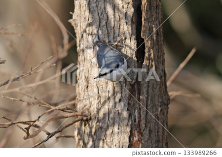 Nuthatch, 50 sparrows, Hokkaido wild birds 133989266