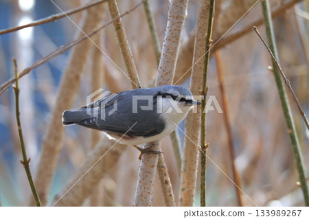 五子雀，50只麻雀，北海道野生鳥類 133989267