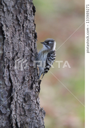 Black Woodpecker, Black Woodpecker, Woodpecker, Hokkaido Wild Bird 133989271