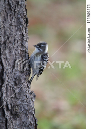 Japanese pygmy woodpecker, woodpecker, Hokkaido wild bird Japanese pygmy woodpecker, woodpecker, Hokkaido wild bird 133989273