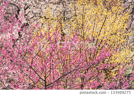 Plum blossoms and Cornus cherry blossoms in full bloom Plum blossoms and Cornus cherry blossoms in full bloom 133989275
