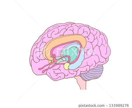 大腦中與嗅覺相關的示意圖 大腦中與嗅覺相關的示意圖 133989276