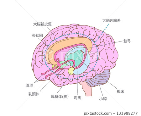 大腦中與嗅覺相關的區域 大腦中與嗅覺相關的區域 133989277