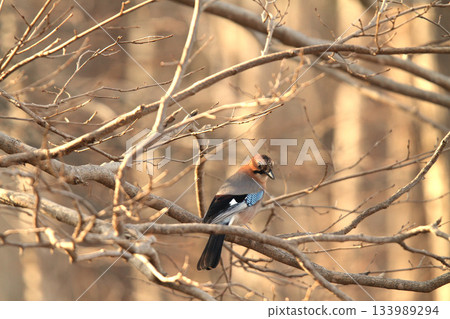 三山周杰倫北海道野生鳥 133989294