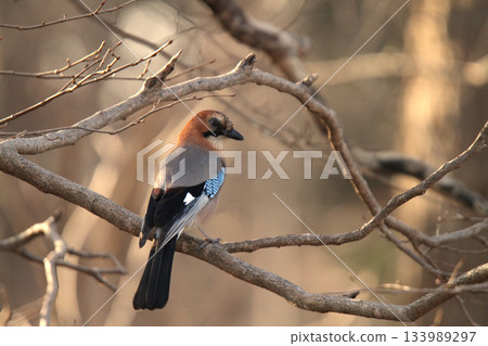 三山周杰倫北海道野生鳥 133989297