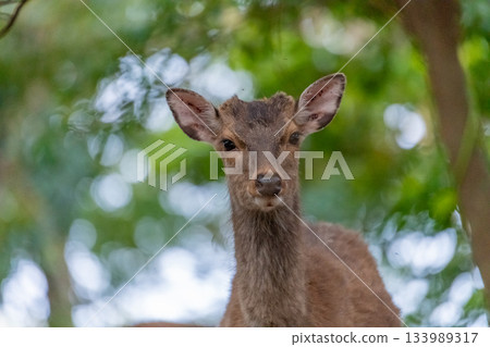 Yakushima World Heritage Site (Spring) 133989317
