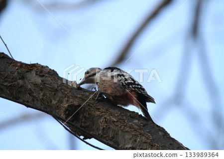 白背啄木鳥、大斑啄木鳥、大斑啄木鳥、大斑啄木鳥、北海道野鳥 白背啄木鳥、大斑啄木鳥、大斑啄木鳥、大斑啄木鳥、北海道野鳥 133989364