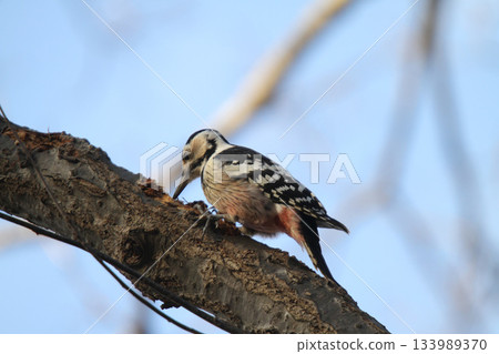 White-backed Woodpecker, Great Spotted Woodpecker, Great Spotted Woodpecker, Great Spotted Woodpecker, Hokkaido Wild Bird 133989370