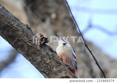 White-backed Woodpecker, Great Spotted Woodpecker, Great Spotted Woodpecker, Great Spotted Woodpecker, Hokkaido Wild Bird 133989374