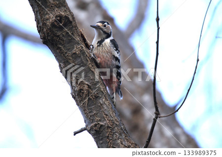 White-backed Woodpecker, Great Spotted Woodpecker, Great Spotted Woodpecker, Great Spotted Woodpecker, Hokkaido Wild Bird White-backed Woodpecker, Great Spotted Woodpecker, Great Spotted Woodpecker, Great Spotted Woodpecker, Hokkaido Wild Bird 133989375