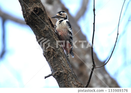 白背啄木鳥、大斑啄木鳥、大斑啄木鳥、大斑啄木鳥、北海道野鳥 白背啄木鳥、大斑啄木鳥、大斑啄木鳥、大斑啄木鳥、北海道野鳥 133989376