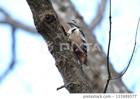 白背啄木鳥、大斑啄木鳥、大斑啄木鳥、大斑啄木鳥、北海道野鳥 133989377