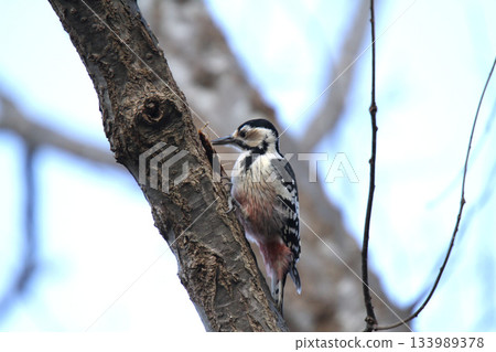 大斑啄木鳥,大斑啄木鳥,北海道野生鳥類大斑啄木鳥,大斑啄木鳥,大斑啄木鳥 大斑啄木鳥,大斑啄木鳥,北海道野生鳥類大斑啄木鳥,大斑啄木鳥,大斑啄木鳥 133989378