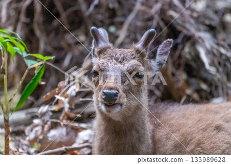 屋久島雄鹿，笑容燦爛，世界自然遺產地（春季） 133989628