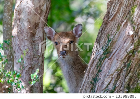 Female Yakushima deer, alert, World Natural Heritage Site, Spring Female Yakushima deer, alert, World Natural Heritage Site, Spring 133989895