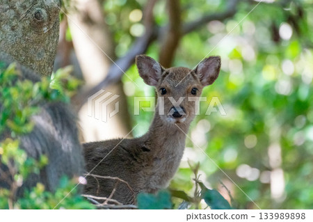 Female Yakushima deer, alert, World Natural Heritage Site, Spring 133989898