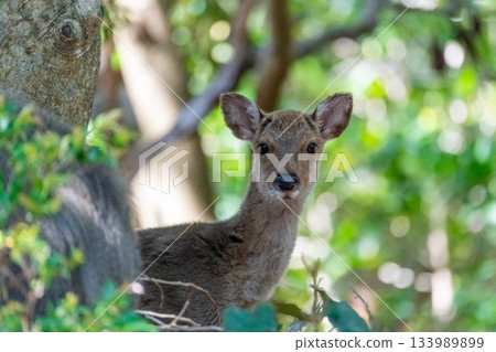 Female Yakushima deer, alert, World Natural Heritage Site, Spring 133989899