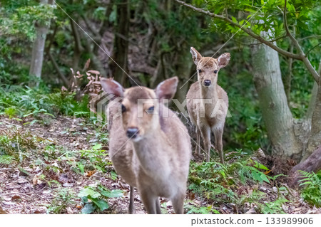 Female Yakushima deer, alert, World Natural Heritage Site, Spring 133989906