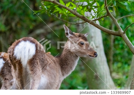 雌性屋久島鹿，警覺，世界自然遺產，春天 133989907