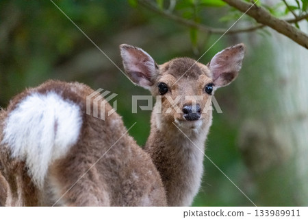 Female Yakushima deer, alert, World Natural Heritage Site, Spring Female Yakushima deer, alert, World Natural Heritage Site, Spring 133989911