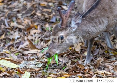雄性屋久島鹿在屋久島世界自然遺產地覓食（春季） 133989990