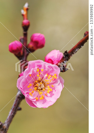 Plum Blossoms (Konan Somu) 133989992