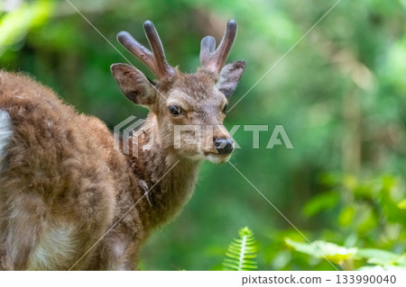 Male Yakushima deer, alert, World Natural Heritage Site (Spring) Male Yakushima deer, alert, World Natural Heritage Site (Spring) 133990040