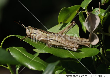 生物，昆蟲，台灣地蝗，一種巨型熱帶蚱蜢。這是一隻雌性，體長約8公分。 133990128