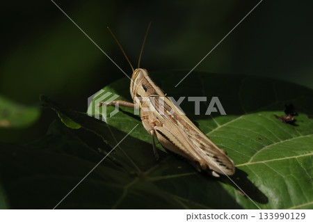 生物,昆蟲,台灣地蝗,比普通地蝗體型更大,體毛更細。它們住在吐噶喇群島以南。 生物,昆蟲,台灣地蝗,比普通地蝗體型更大,體毛更細。它們住在吐噶喇群島以南。 133990129