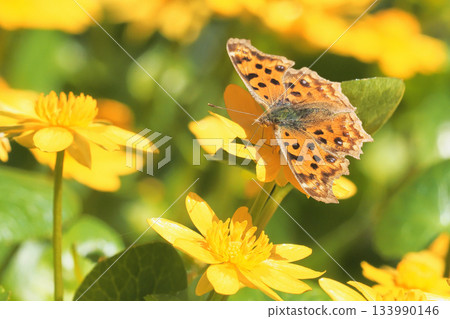 A northern butterfly sucking nectar from a marsh marigold flower A northern butterfly sucking nectar from a marsh marigold flower 133990146