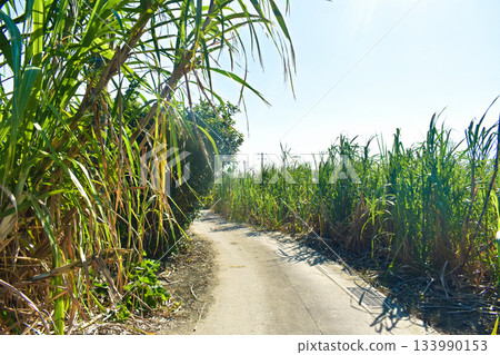鄉村公路沿線,甘蔗田和藍天。 鄉村公路沿線,甘蔗田和藍天。 133990153