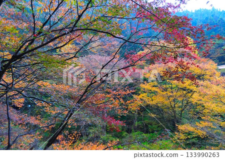 Autumn leaves of Fukuroda Falls 133990263