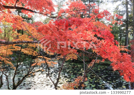 池塘周圍的秋葉正值盛裝。 池塘周圍的秋葉正值盛裝。 133990277