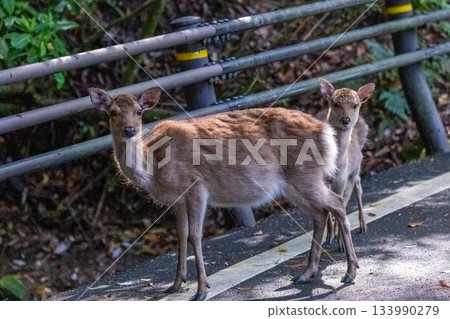 Female Yakushima deer, alert, World Natural Heritage Site, Spring Female Yakushima deer, alert, World Natural Heritage Site, Spring 133990279