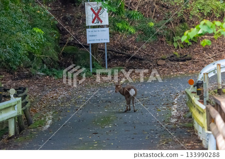 雄性屋久島鹿，警覺，世界自然遺產（春季） 133990288