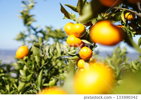 Mandarin orange Mandarin orange 133990342